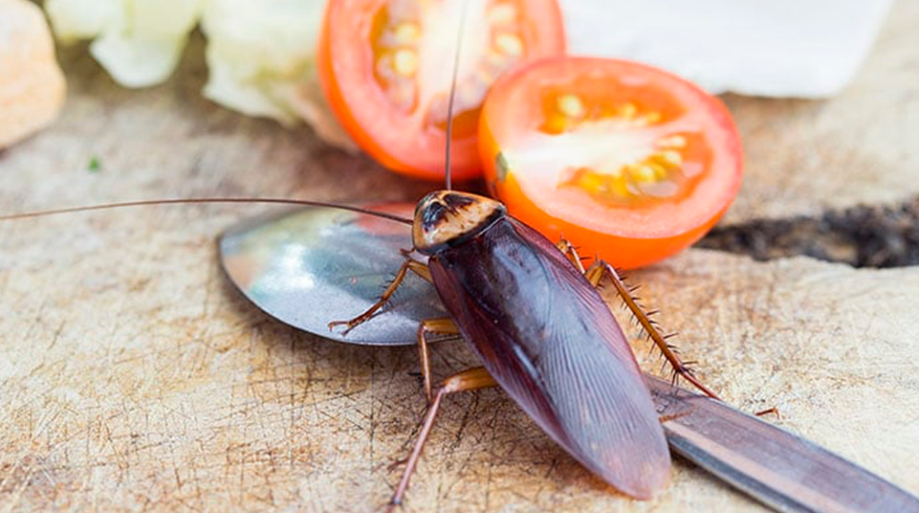 Las cucarachas son plagas comunes que pueden invadir cualquier hogar, y se sabe que estos insectos portan enfermedades y contaminan los alimentos. Si te enfrentas a una infestación de cucarachas, te presentamos una guía paso a paso para solucionar el problema.