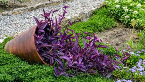 Tradescantia