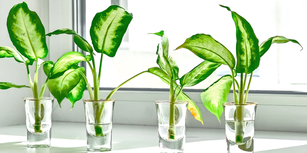 3 plantas de interior que crecen en agua para tu nueva casa